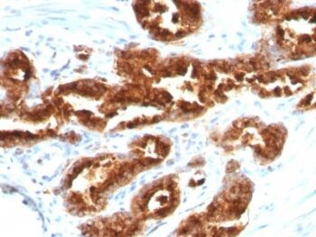 TAG-72 / CA72.4(B72.3), CF488A conjugate, 0.1mg/mL