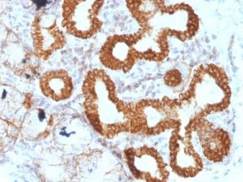 CD95(B-R18), CF740 conjugate, 0.1mg/mL