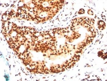 CD98(IPO-T10), 0.2mg/mL