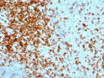 CD43(84-3C1), CF647 conjugate, 0.1mg/mL