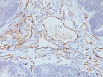 CD31 / PECAM-1(158-2B3), CF594 conjugate, 0.1mg/mL