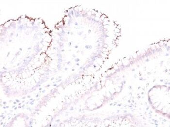 Helicobacter pylori(Rabbit PAb), CF594 conjugate, 0.1mg/mL