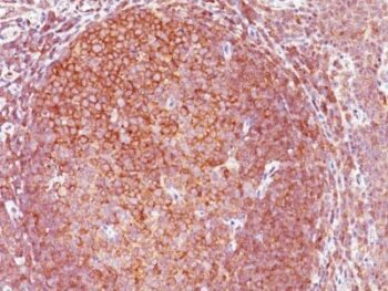 BCL-10(BL10/411), CF640R conjugate, 0.1mg/mL