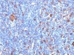 Fascin-1(FSCN1/417), CF647 conjugate, 0.1mg/mL 1 BNUB0417-0-1