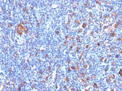 BNUB0417-0-1 BNUB0417 0 1- Immunomart