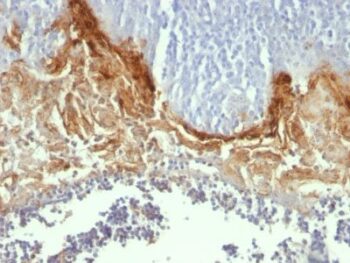 CD104(UM-A9), 0.2mg/mL
