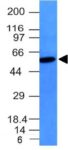 Vimentin(VM452), CF740 conjugate, 0.1mg/mL