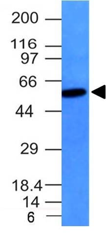 Vimentin(VM452), CF740 conjugate, 0.1mg/mL
