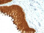 Cytokeratin, multi(KRT/457), 1mg/mL