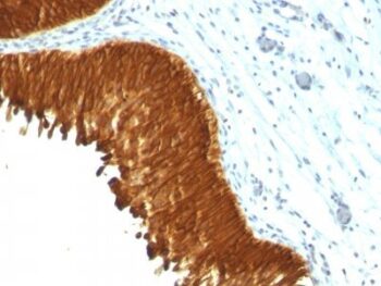 Cytokeratin, multi(KRT/457), 1mg/mL