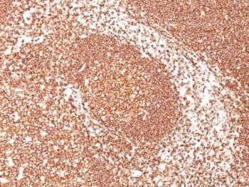 CD45 / LCA(2B11), 0.2mg/mL