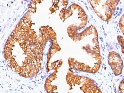 BNUB0485-0-1 BNUB0485 0 1- Immunomart