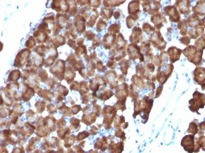 BNUB0486-0-1 BNUB0486 0 1- Immunomart