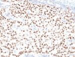 Progesterone Receptor(PR500), CF568 conjugate, 0.1mg/mL 1 BNUB0500-0-1
