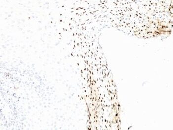 Human Papillomavirus 16 (HPV-16)(CAMVIR-1), CF647 conjugate, 0.1mg/mL
