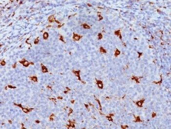 CD68(KP1), 0.2mg/mL
