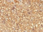 AFP (Alpha Fetoprotein)(MBS-12), CF647 conjugate, 0.1mg/mL
