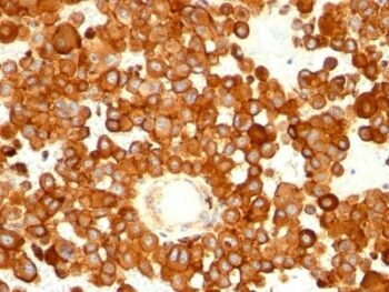 CD63(MX-49.129.5), Biotin conjugate, 0.1mg/mL
