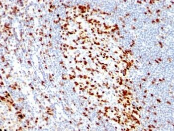 ZAP70(ZAP70/528), CF740 conjugate, 0.1mg/mL