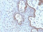 c-Myc(9E10.3), CF647 conjugate, 0.1mg/mL