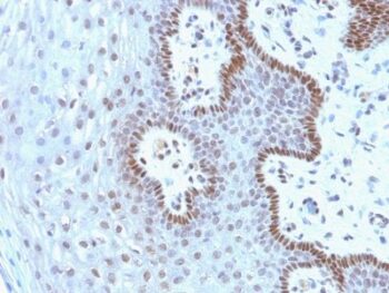 c-Myc(9E10.3), CF647 conjugate, 0.1mg/mL