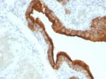 Mucin 1 / EMA / Episialin / CD227(VU-2G7), CF594 conjugate, 0.1mg/mL