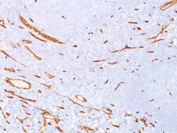 CD34(QBEnd/10), 0.2mg/mL
