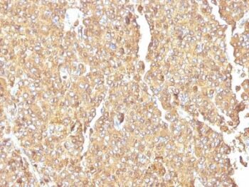Chromogranin A(LK2H10), CF405S conjugate, 0.1mg/mL