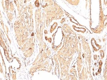 Smooth Muscle Actin(1A4), CF647 conjugate, 0.1mg/mL