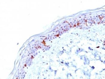 CD1a(O10), Biotin conjugate, 0.1mg/mL