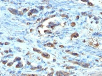 Cdc20(AR12), CF405S conjugate, 0.1mg/mL