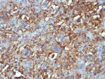 CD68(C68/684), CF488A conjugate, 0.1mg/mL