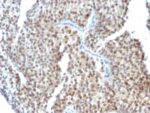 Estrogen Receptor beta 1(ESR2/686), CF640R conjugate, 0.1mg/mL