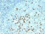 CD57 / B3GAT1(NK-1 + HNK-1), 1mg/mL 1 BNUB0695-0-1