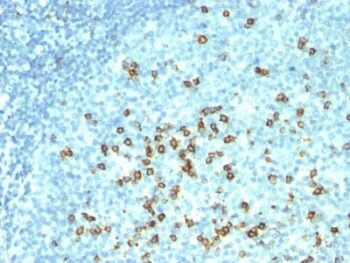 CD57 / B3GAT1(NK-1 + HNK-1), 0.2mg/mL