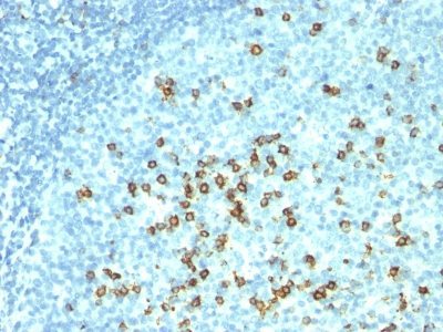 BNUB0695-0-1 BNUB0695 0 1- Immunomart