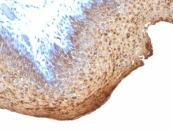 Cytokeratin 10/13(DE-K13), 0.2mg/mL