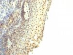 IPO-38(IPO-38), 0.2mg/mL