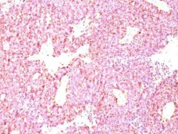 Chromogranin A(LK2H10 + PHE5), CF405S conjugate, 0.1mg/mL