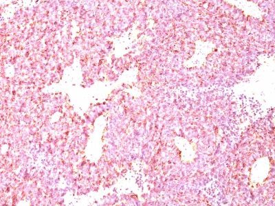 BNUB0698-0-1 BNUB0698 0 1- Immunomart