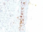 CD1a(C1A/711), CF647 conjugate, 0.1mg/mL