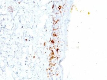 CD1a(C1A/711), CF647 conjugate, 0.1mg/mL