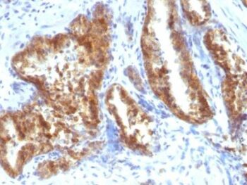AMACR / p504S(Rabbit PAb), CF740 conjugate, 0.1mg/mL