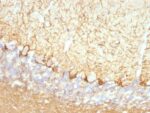 Neurofilament (NF-L)(NFL/736), CF594 conjugate, 0.1mg/mL