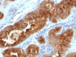 TAG-72 / CA72.4(B72.3 + CC49), CF568 conjugate, 0.1mg/mL