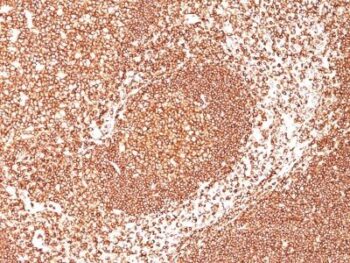 CD45 / LCA(2B11 + PD7/26), CF770 conjugate, 0.1mg/mL