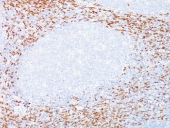 CD8(C8/468 + C8/144B), CF740 conjugate, 0.1mg/mL