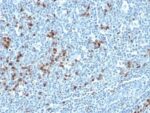 Human Kappa Light Chain(HP6053 + L1C1), CF647 conjugate, 0.1mg/mL 1 BNUB0755-0-1