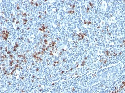BNUB0755-0-1 BNUB0755 0 1- Immunomart