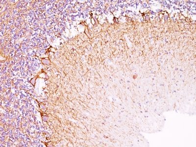 BNUB0756-0-1 BNUB0756 0 1- Immunomart